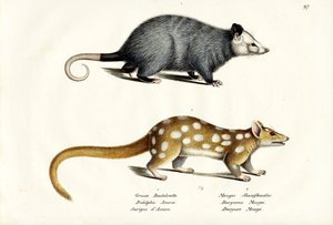 AzaraS Opossum, 1824  作： Karl Joseph Brodtmann